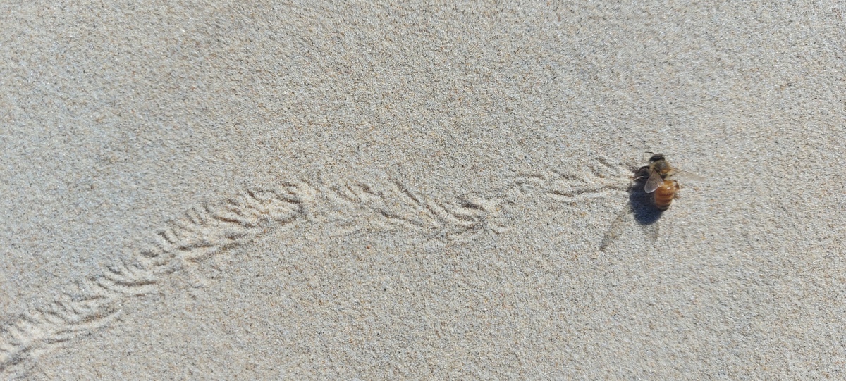 track in sand